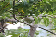 Annona reticulata